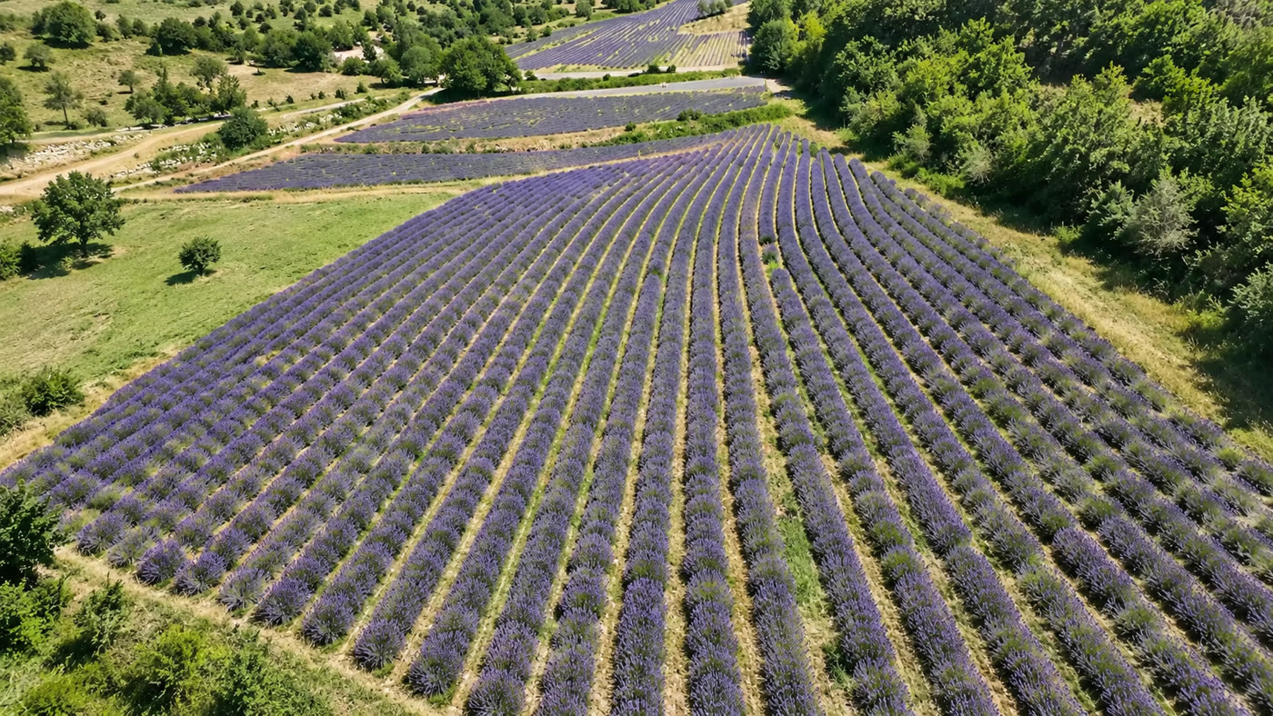 Rangs de lavande filmés au drone pour un producteur