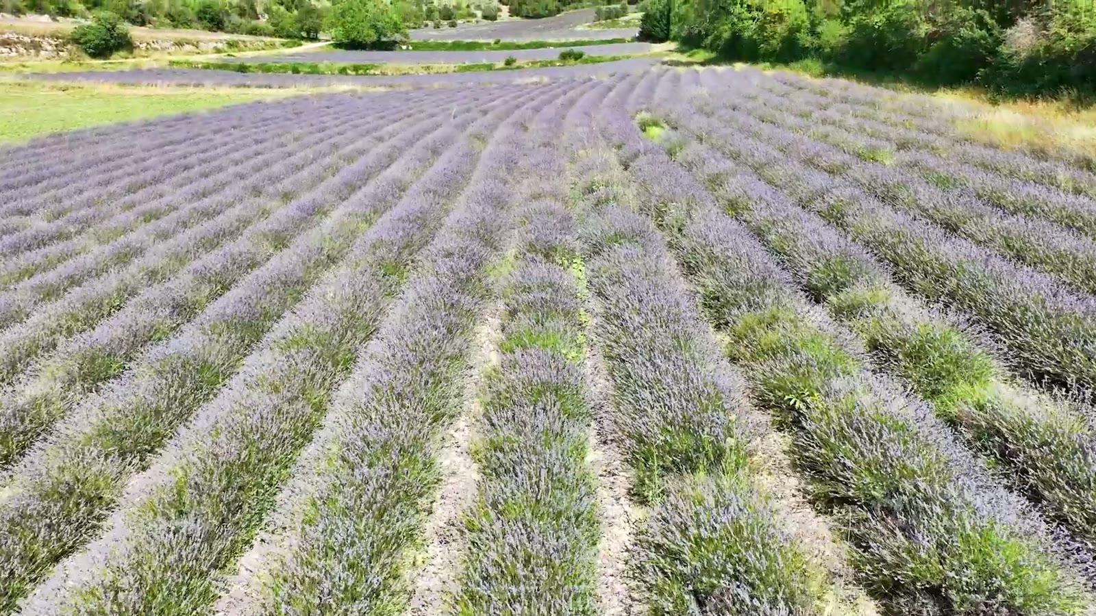 Champ de lavande filmé au drone